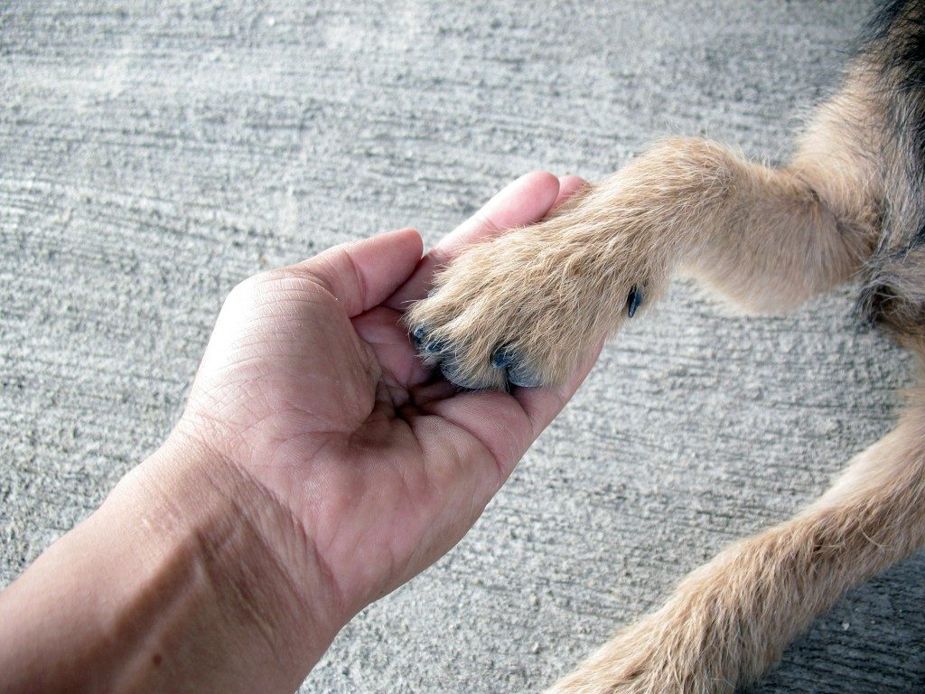 Losing a Pet