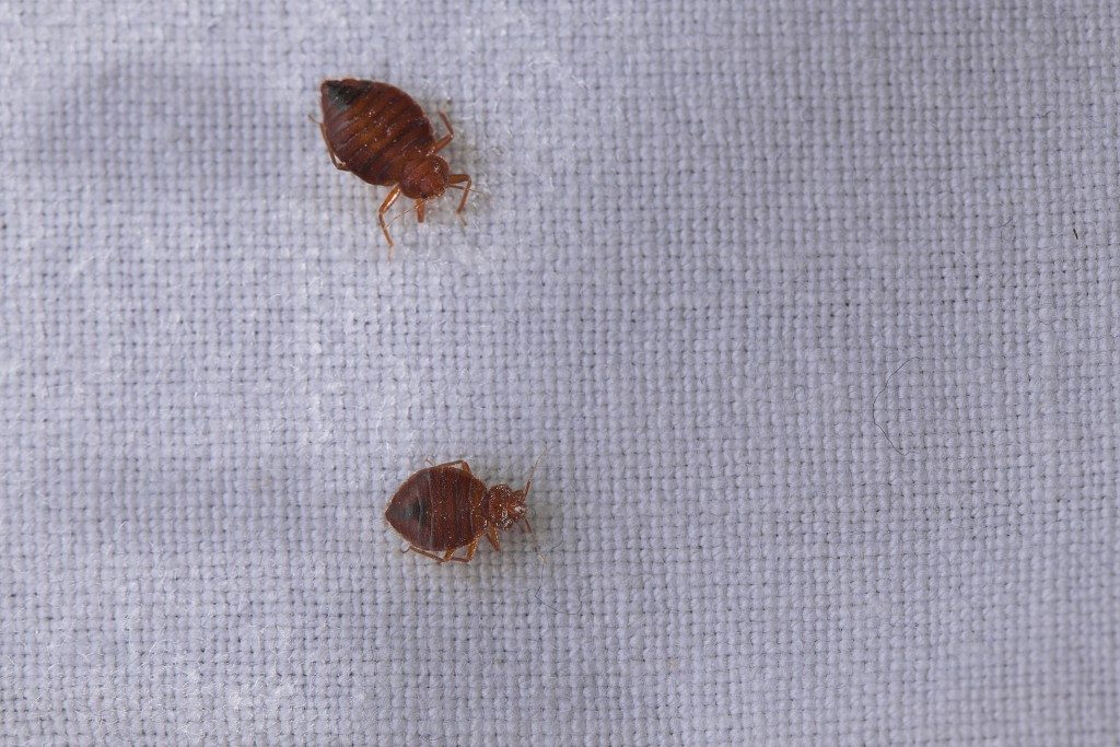 Two bed bugs detected