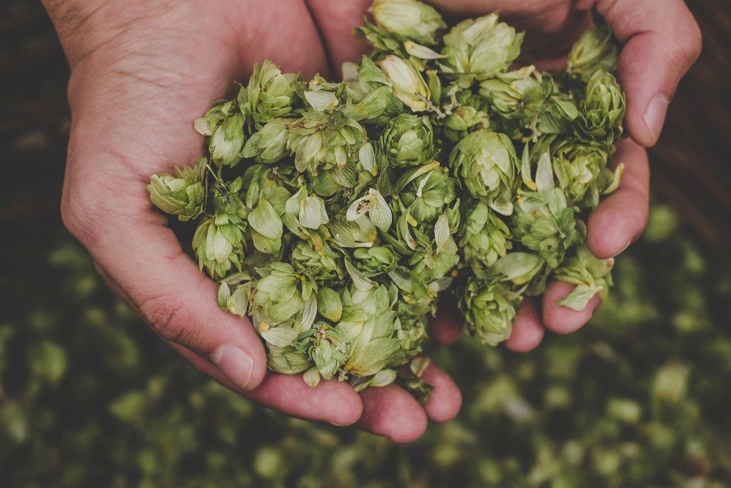 Green hops for beer. Man holding green hop cones.