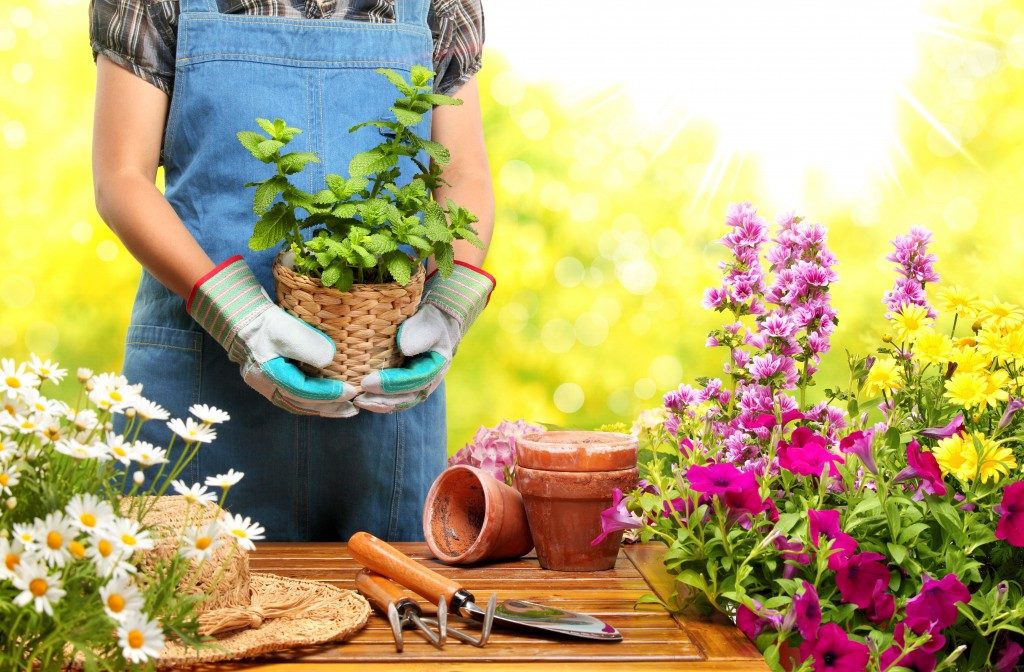Woman holding a potted plant